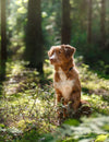 Lyme disease and your dog