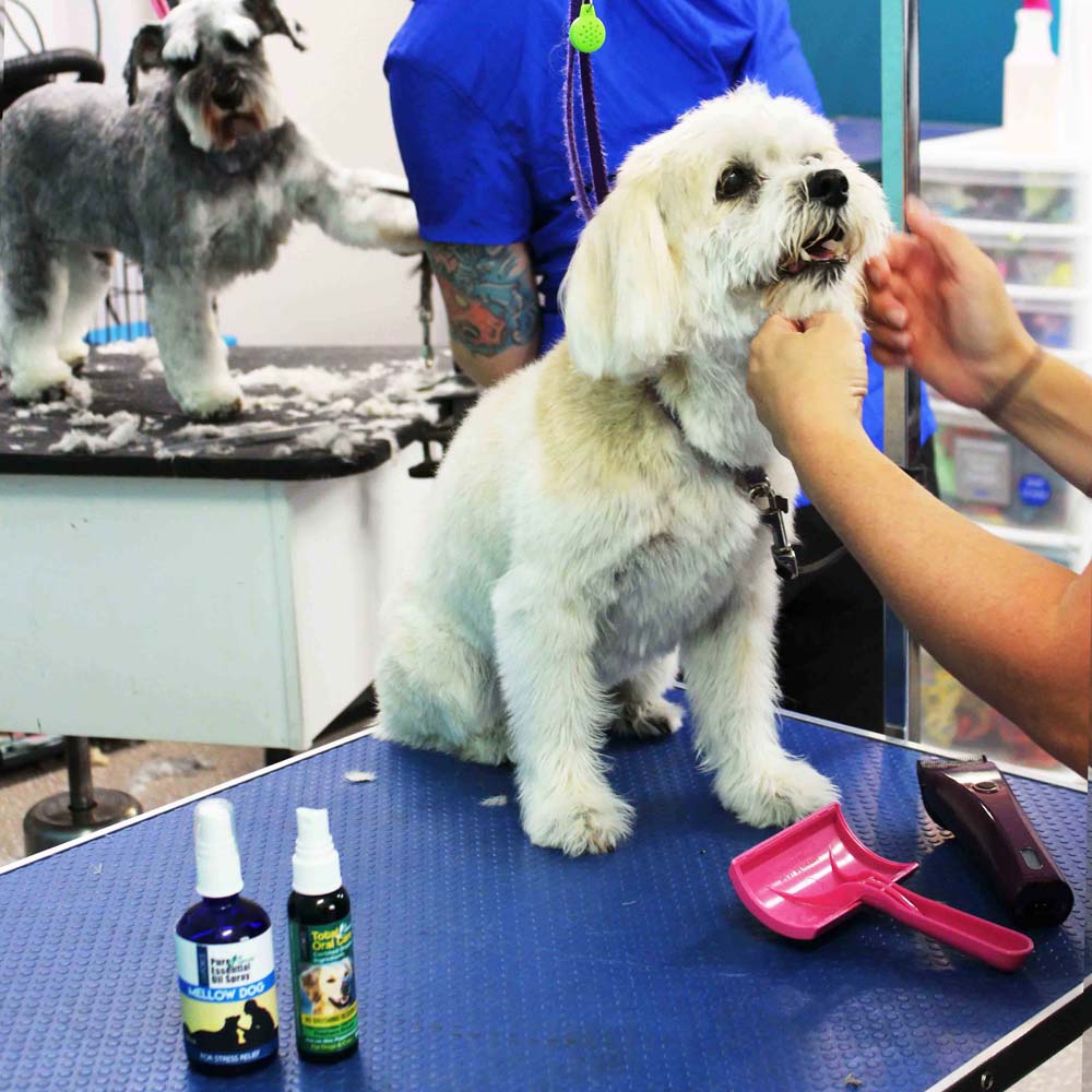Mellow Dog Essential Oil Spray 100ml
