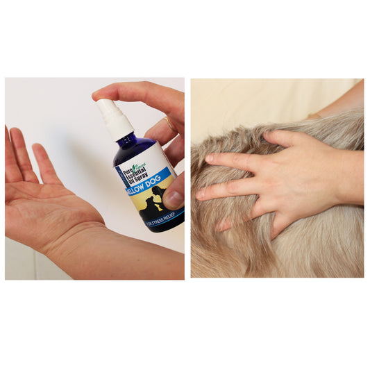 Mellow Dog Essential Oil Spray 100ml