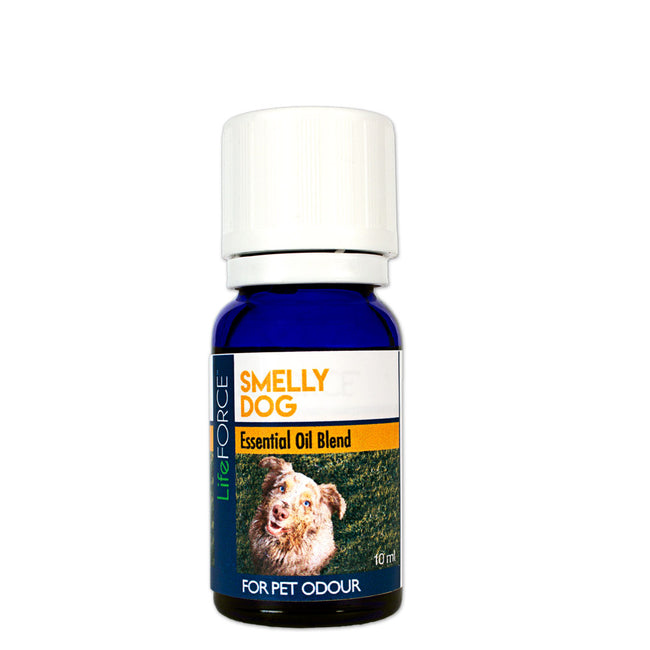 Essential oils 2025 for stinky dogs